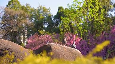 4k实拍自然风光石头上的布谷鸟空镜头视频的预览图